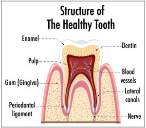 what is general dentistry